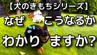 【犬 ドッグラン 】犬同士の相性！なぜこうなったのか解説します！犬のしつけエマチャンネル【犬のしつけ＠横浜】