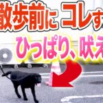 【犬しつけ】散歩のひっぱり、興奮はコレで解決できます【ドッグトレーナー解説】