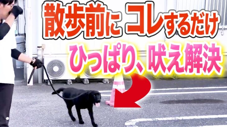 【犬しつけ】散歩のひっぱり、興奮はコレで解決できます【ドッグトレーナー解説】