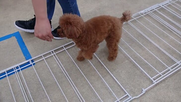 犬の幼稚園 りあんちゃんとトレーニング