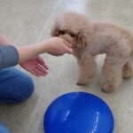 犬の幼稚園 ココくんとトレーニング