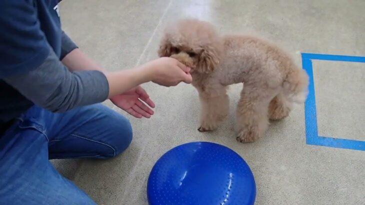 犬の幼稚園 ココくんとトレーニング