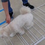 犬の幼稚園 空ちゃんとトレーニング