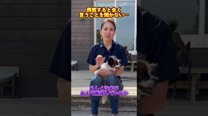 興奮するということを聞かない犬… #ドッグトレーナー #イヌバーシティ #子犬育て #いぬのいるくらし #しつけ #子犬のしつけ #ドッグビヘイビアリスト #犬のいる暮らし