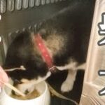 【柴犬】【フードガード】【回る犬】【尻尾を噛む犬】柴犬のフードアグレッシブ改善に向けて、散歩も頑張ってきたので、しばらくぶりに改善に挑む！！柴犬は、どんな様子を見せるのか？