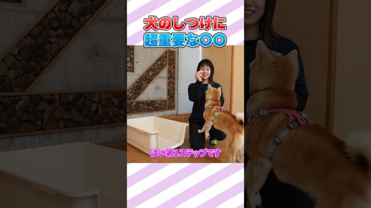 犬のしつけに超重要な〇〇…#犬