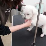 犬の幼稚園 華ちゃんとトレーニング