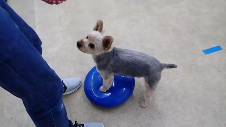 犬の幼稚園 シナモンくんとトレーニング