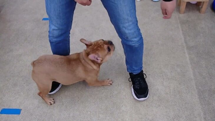 犬の幼稚園 レオくんとトレーニング