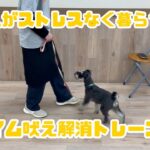 【犬しつけ解説】犬と人がストレスなく暮らせる、チャイム吠え解消トレーニング［前編］