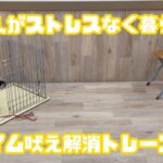 【犬しつけ解説】犬と人がストレスなく暮らせる、チャイム吠え解消トレーニング［後編］