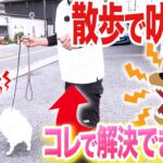 【犬しつけ】散歩で犬が吠えた時の落ち着かせ方【ドッグトレーナー解説】