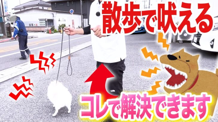 【犬しつけ】散歩で犬が吠えた時の落ち着かせ方【ドッグトレーナー解説】