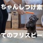 しつけ素人の飼い主と子犬とで初めてのフリスビー練習【トイ・プードル】