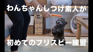 しつけ素人の飼い主と子犬とで初めてのフリスビー練習【トイ・プードル】