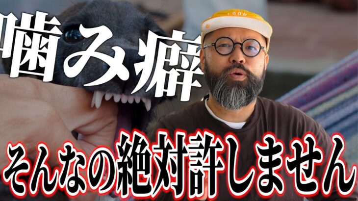 みんなが悩む犬の噛み癖にはこんな問題点があった！意外と見落としがちな〇〇が一番のコツです