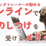 オンラインで犬のしつけを受けるメリット【現役ドッグトレーナーおすすめ！】