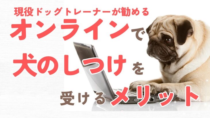 オンラインで犬のしつけを受けるメリット【現役ドッグトレーナーおすすめ！】