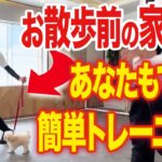 【犬しつけ】コレで散歩が楽になる！あなたもできる簡単トレーニング！【ドッグトレーナー解説】