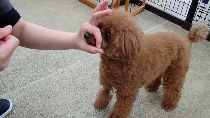 犬の幼稚園 りあんちゃんとトレーニング