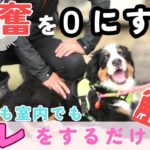 【犬 しつけ】興奮バイバイ！コレだけで、いつもどんな時も落ち着ける方法！！#犬#しつけ#犬のしつけ#ドッグトレーニング#バーニーズマウンテンドッグ