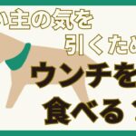 【ウンチを食べるのは犬にとって当たり前？！】食糞の原因と対処法