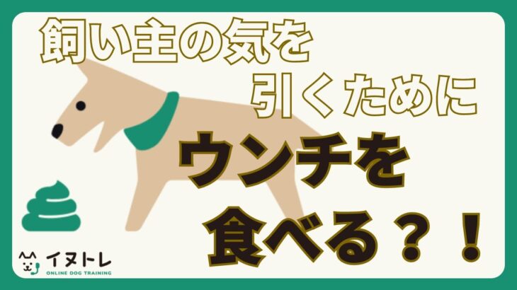 【ウンチを食べるのは犬にとって当たり前？！】食糞の原因と対処法