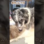 今日も今日とて母犬のしつけ【ボーダーコリー子犬】