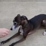 犬の幼稚園 れもんちゃんとトレーニング