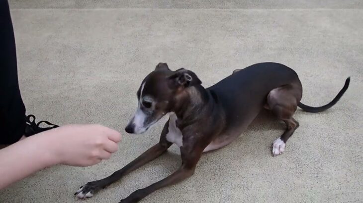 犬の幼稚園 れもんちゃんとトレーニング