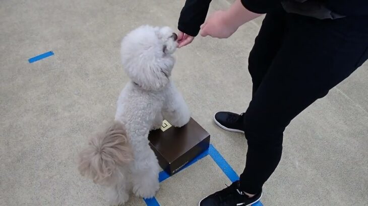 犬の幼稚園 ヴィーノくんとトレーニング