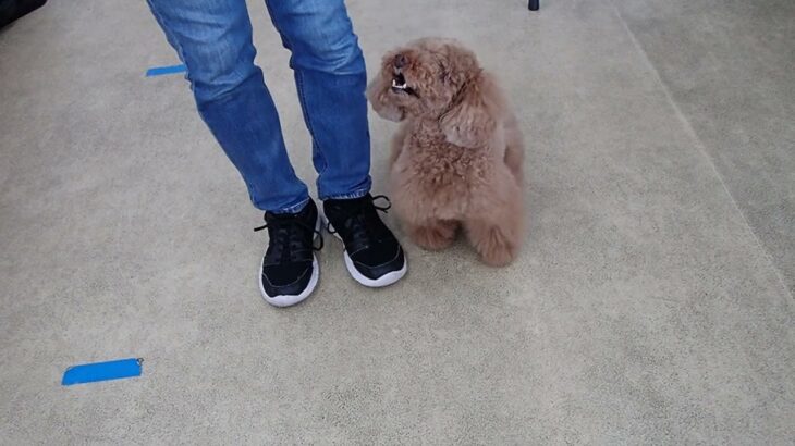 犬の幼稚園 ひなたくんとトレーニング