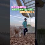 ※説明欄見てね！【犬との遊びは興奮させ過ぎないように観察しながらおこなう】