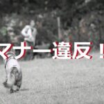 『犬と遊びたがる犬』は『しつけがなっていない犬』かも！