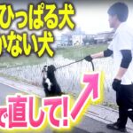 【犬しつけ】散歩の引っ張り・歩かない犬はコレで治せます！【ドッグトレーナー解説】