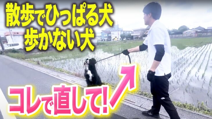 【犬しつけ】散歩の引っ張り・歩かない犬はコレで治せます！【ドッグトレーナー解説】