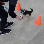 犬の幼稚園 のあくんとトレーニング