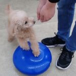 犬の幼稚園 ぴっぴちゃんとトレーニング