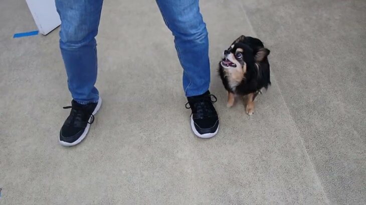 犬の幼稚園 ショコラくんとトレーニング