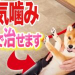 【犬しつけ】【噛みつき】触ると本気噛みしてくる犬の治し方【柴犬】