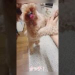 ［スタダカ犬🐶］モカのおやつグルメレース［トイプーしつけ］