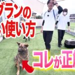 【犬しつけ】犬友達との正しい挨拶のやり方【ドッグトレーナー解説】【ドッグラン】