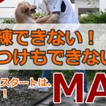 【とっても簡単】訓練できない犬、しつけできない犬の改善、ゴールデンレトリバーのマオ１歳の場合