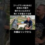 記念に大型犬触りたいんだけど怖くて手震えてる奴【ドッグランあるある】#しつけ #犬 #いぬ #かわいい #ペット #多頭飼い #多頭飼い #子犬