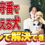 【分離不安】留守番で吠える犬はコレで改善してください【犬しつけ】