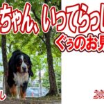 犬との暮らし／ぐぅのお見送り🐾かあちゃん、いってらっしゃい