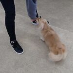 犬の幼稚園 凜ちゃんとトレーニング