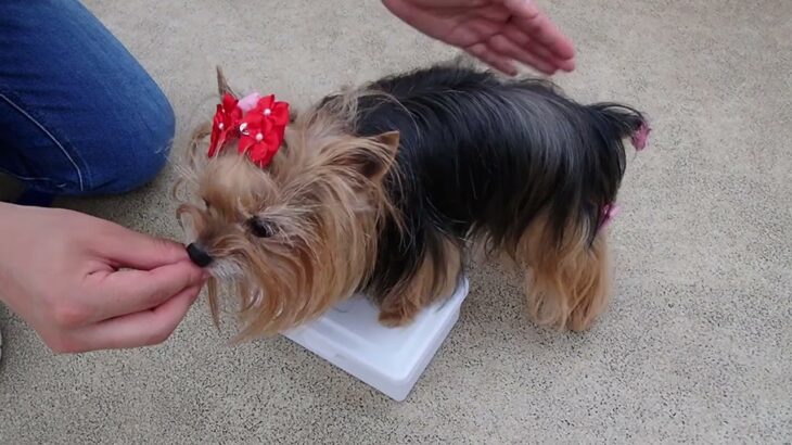 犬の幼稚園 花ちゃんとトレーニング