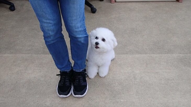 犬の幼稚園 ロージーちゃんとトレーニング