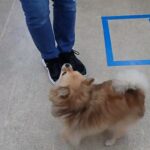 犬の幼稚園 くるみちゃんとトレーニング